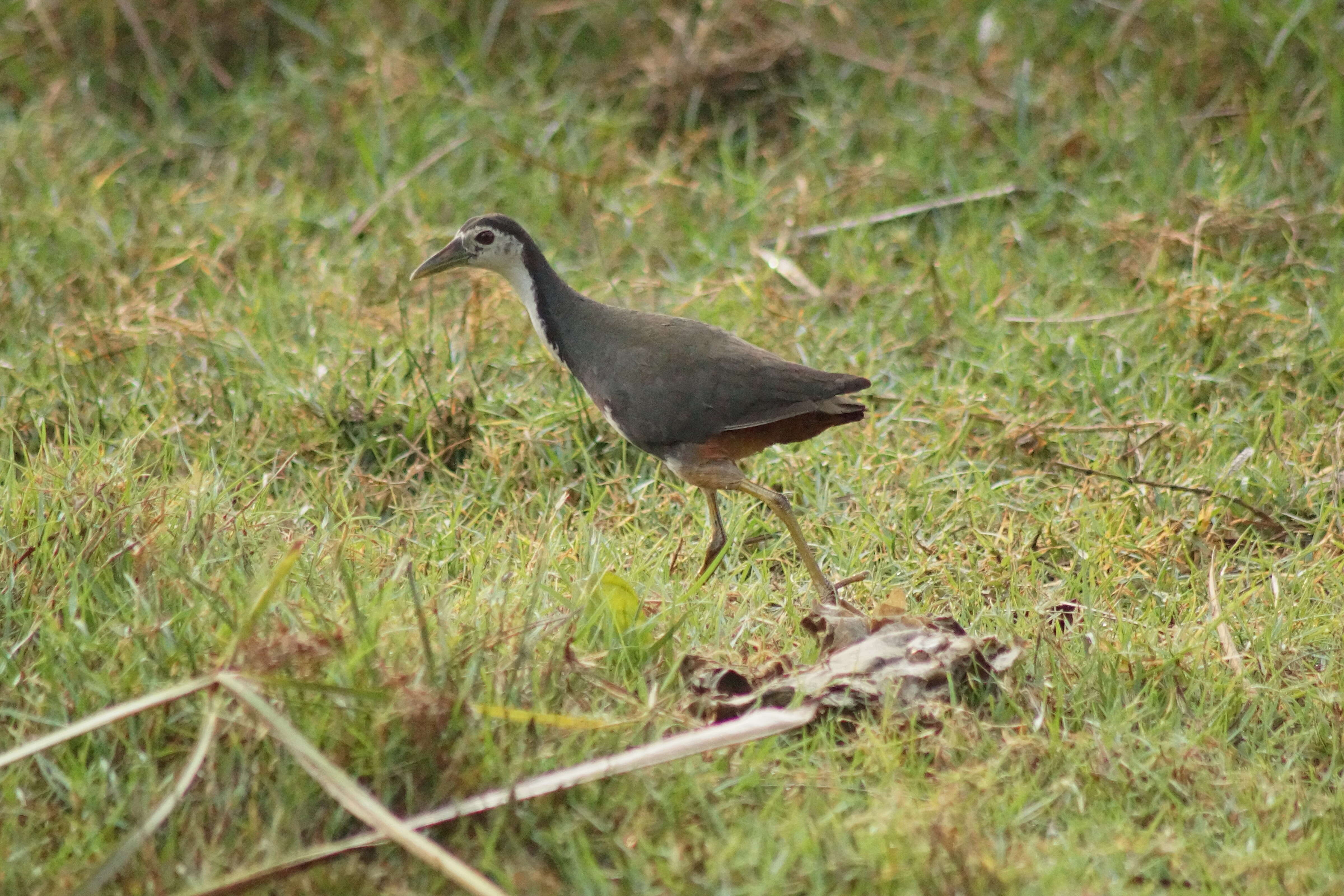 Image of White-breasted Waterhen