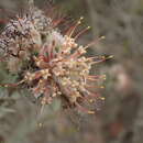 Image of arid pincushion