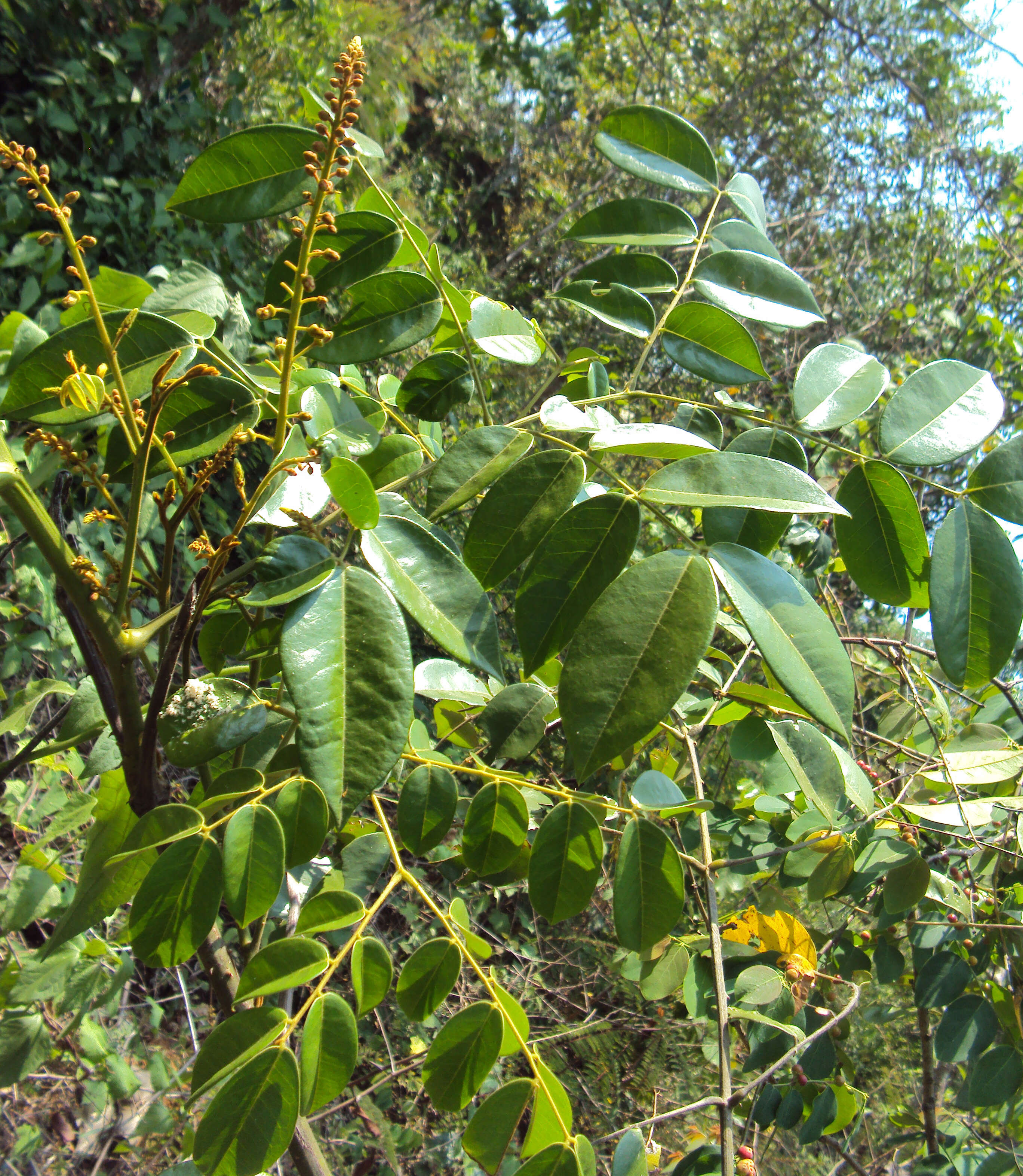 Image of Brown Nickarbean