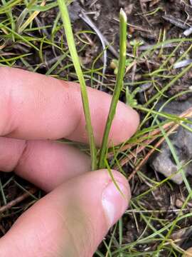 Image of Cuddy Mountain onion