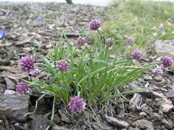 Image of Allium pumilum Vved.