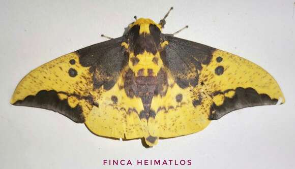 Image of Eacles imperialis cacicus (Boisduval 1868)