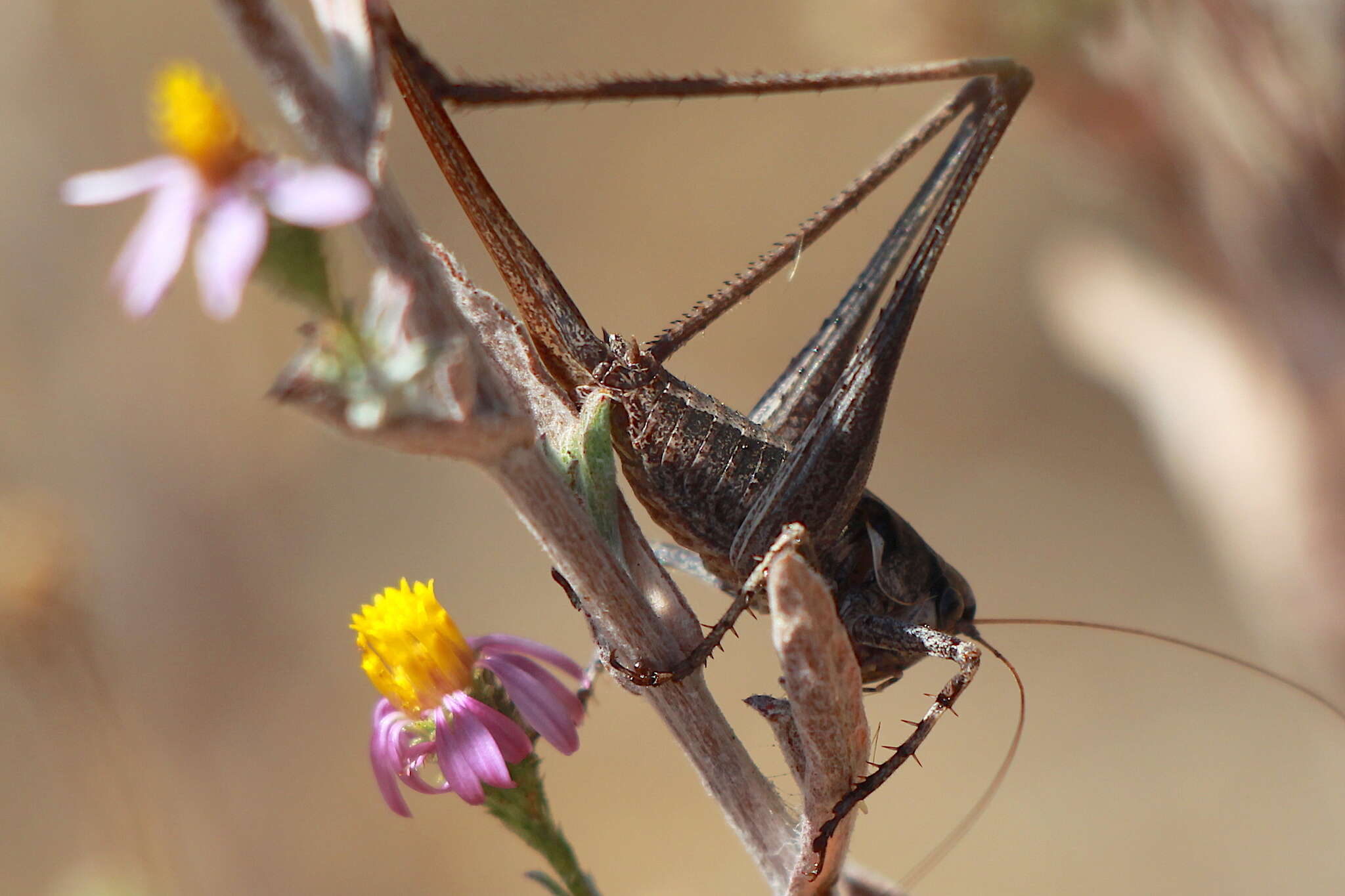 Image de Idiostatus aequalis (Scudder & S. H. 1899)