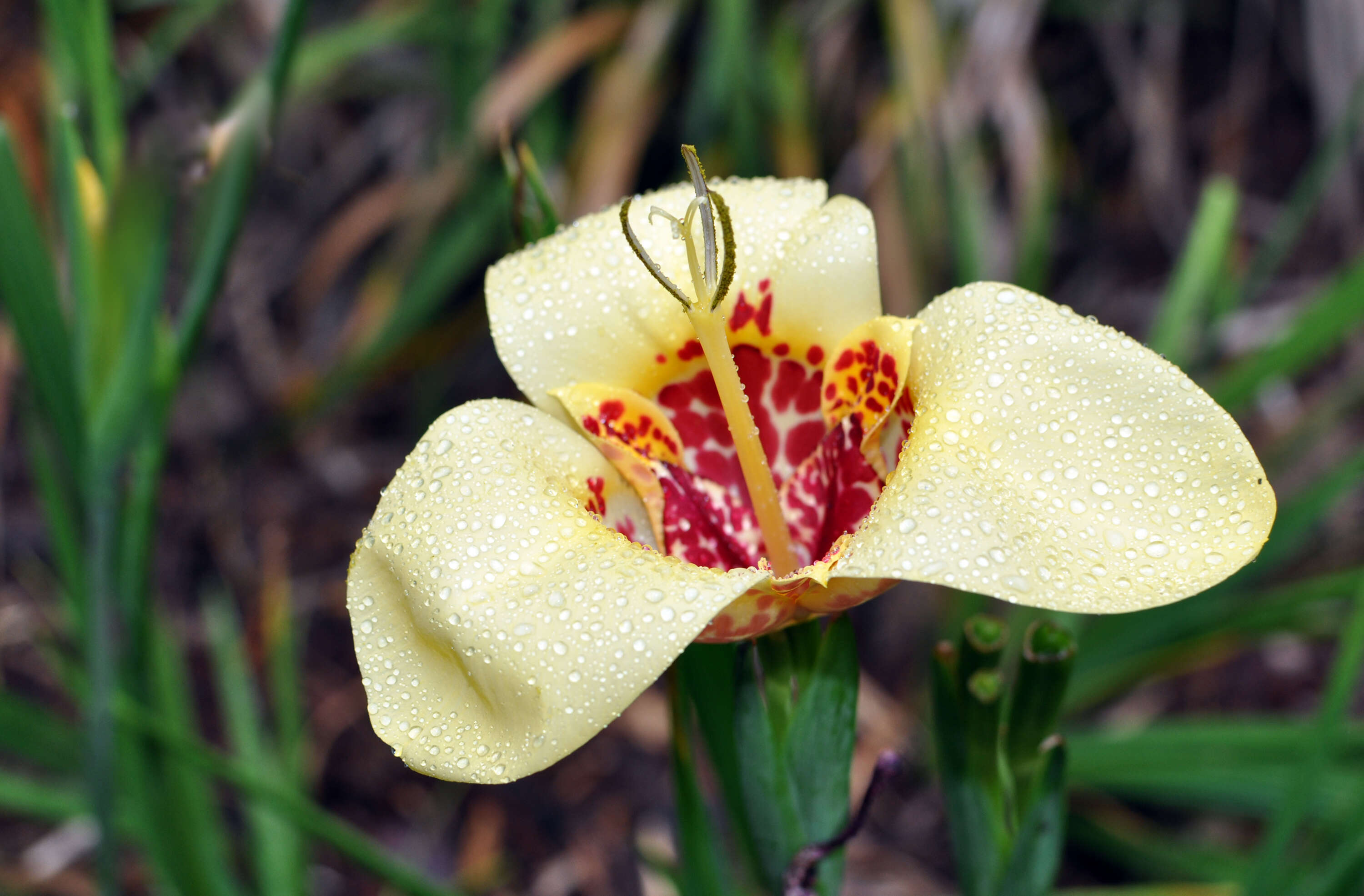 Image of Mexican Shellflower