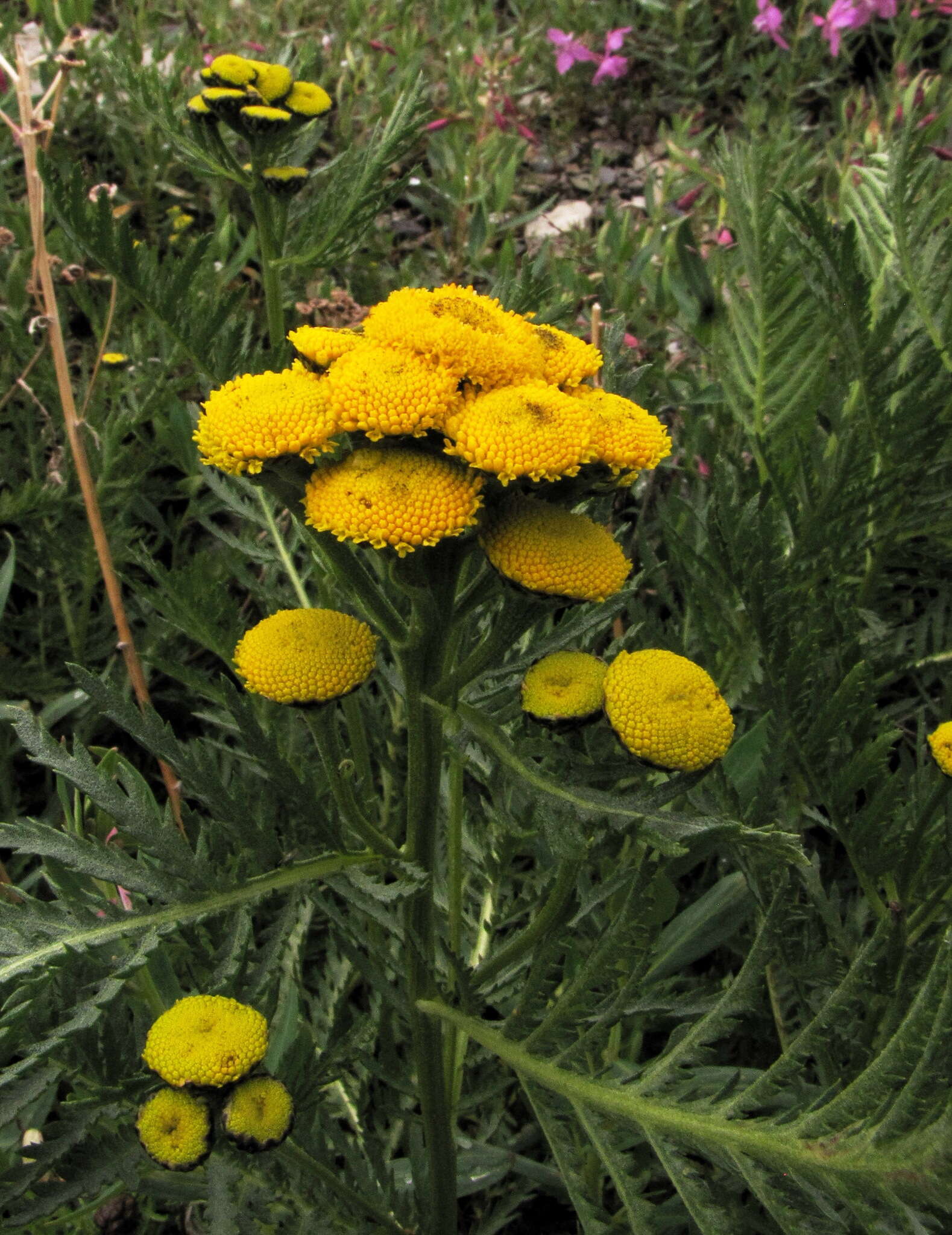 Image of Tanacetum vulgare subsp. boreale (Fisch. ex DC.) A 1975