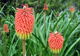 Imagem de Kniphofia galpinii Baker