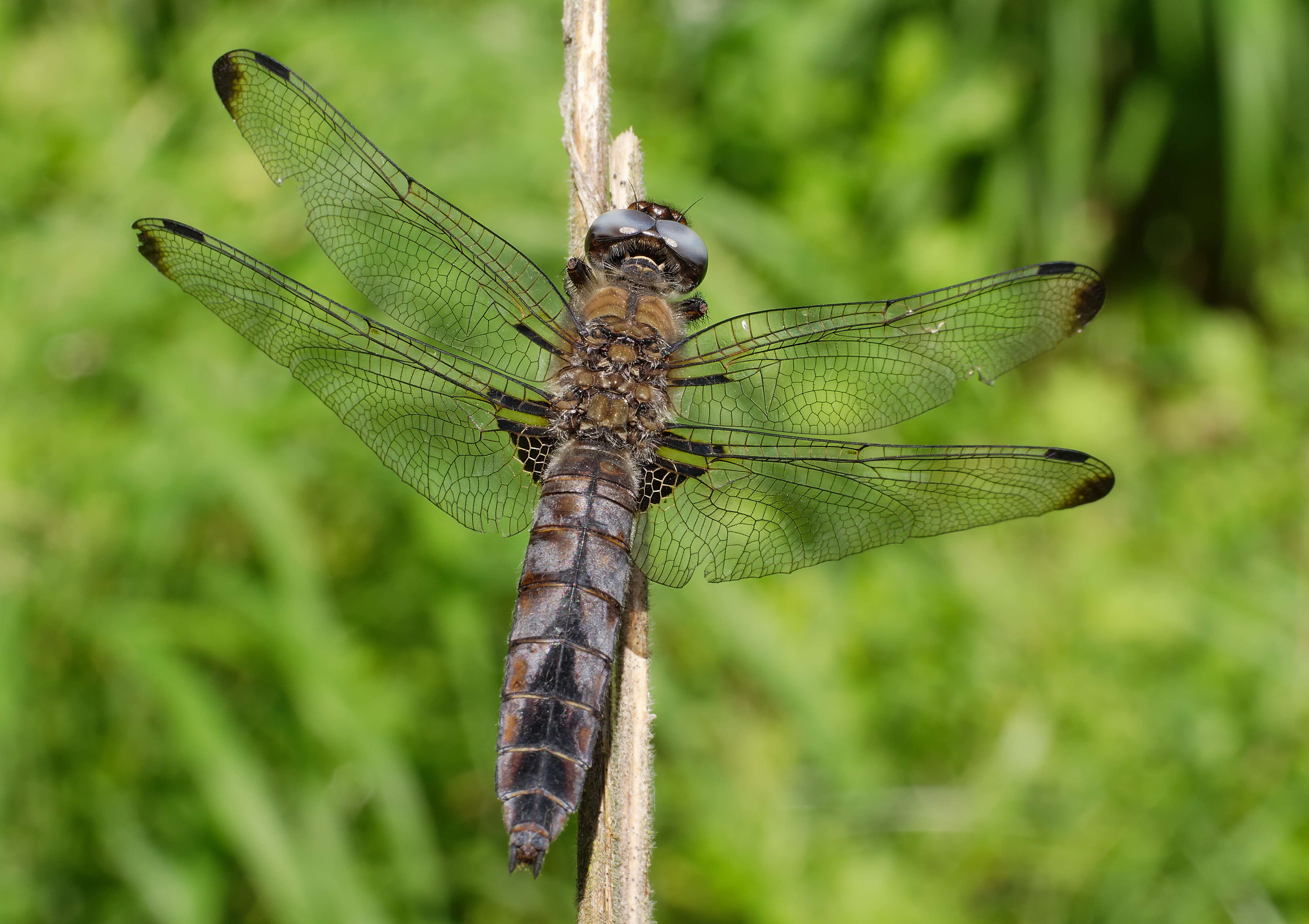 Image of Blue Chaser