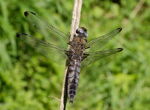 Image of Blue Chaser