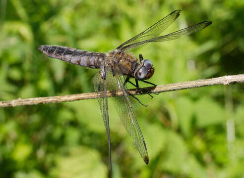 Image of Blue Chaser