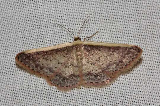 Image de Idaea nephelota Turner 1908