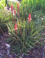 صورة Aloe succotrina Weston