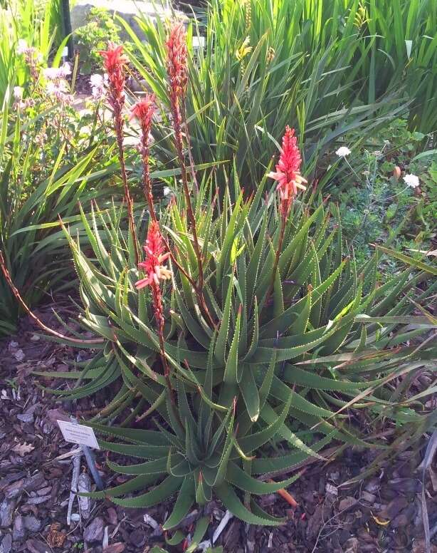 صورة Aloe succotrina Weston