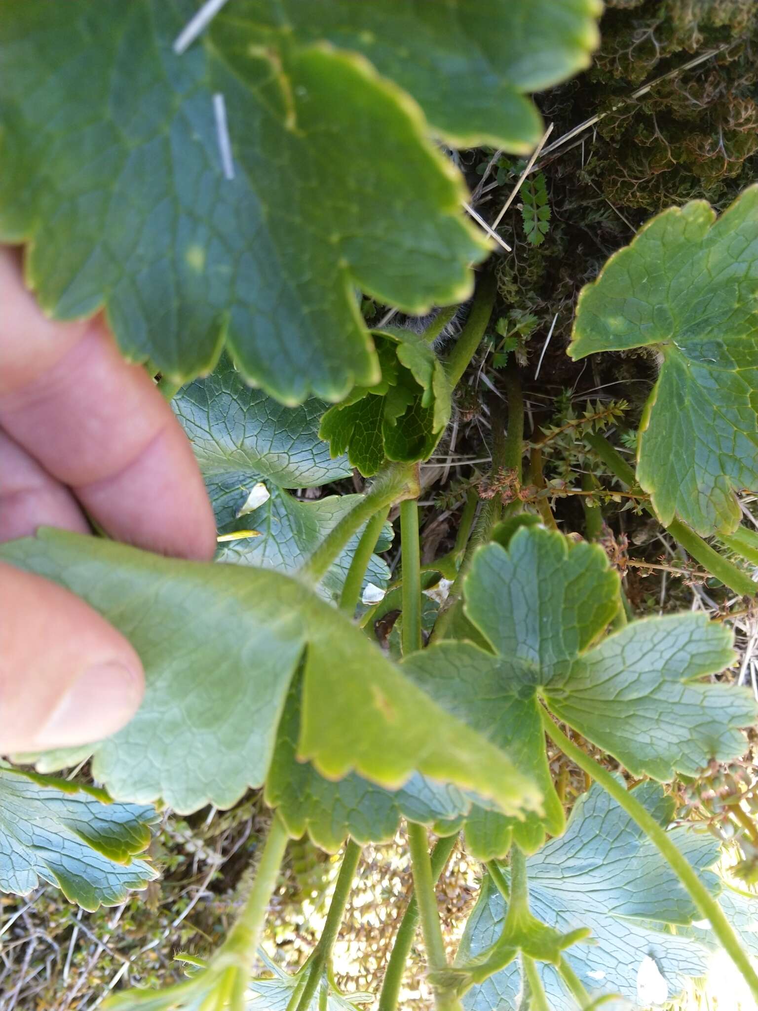 Image of Ranunculus nivicolus Hook.