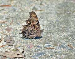 Sivun Polygonia faunus Edwards 1862 kuva