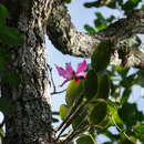 Imagem de Cattleya violacea (Kunth) Lindl.