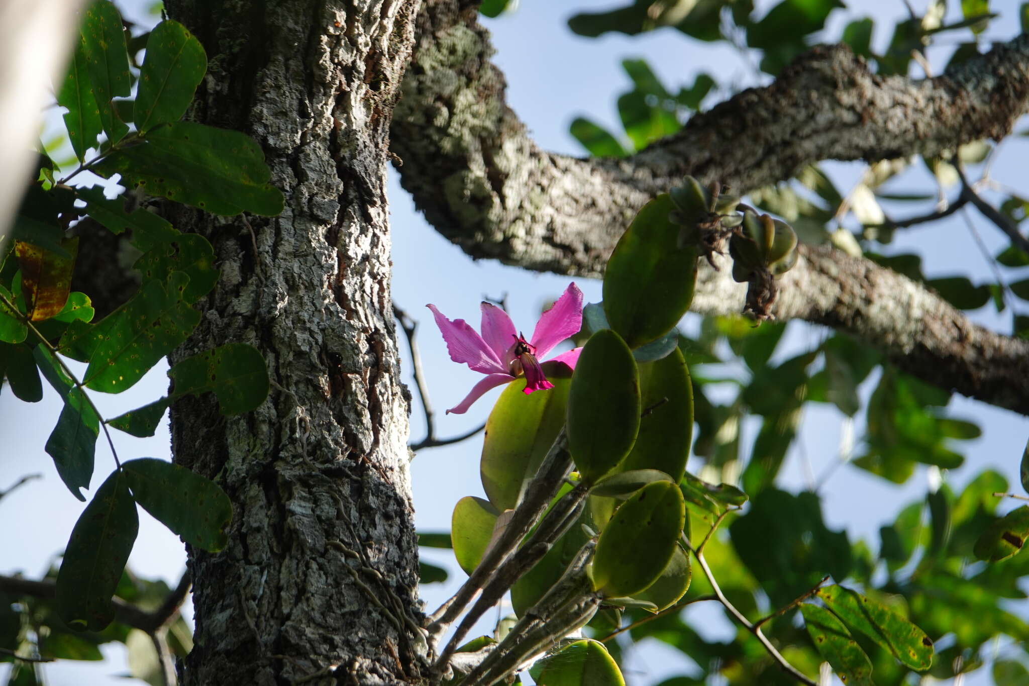 Image of Violet Cattleya