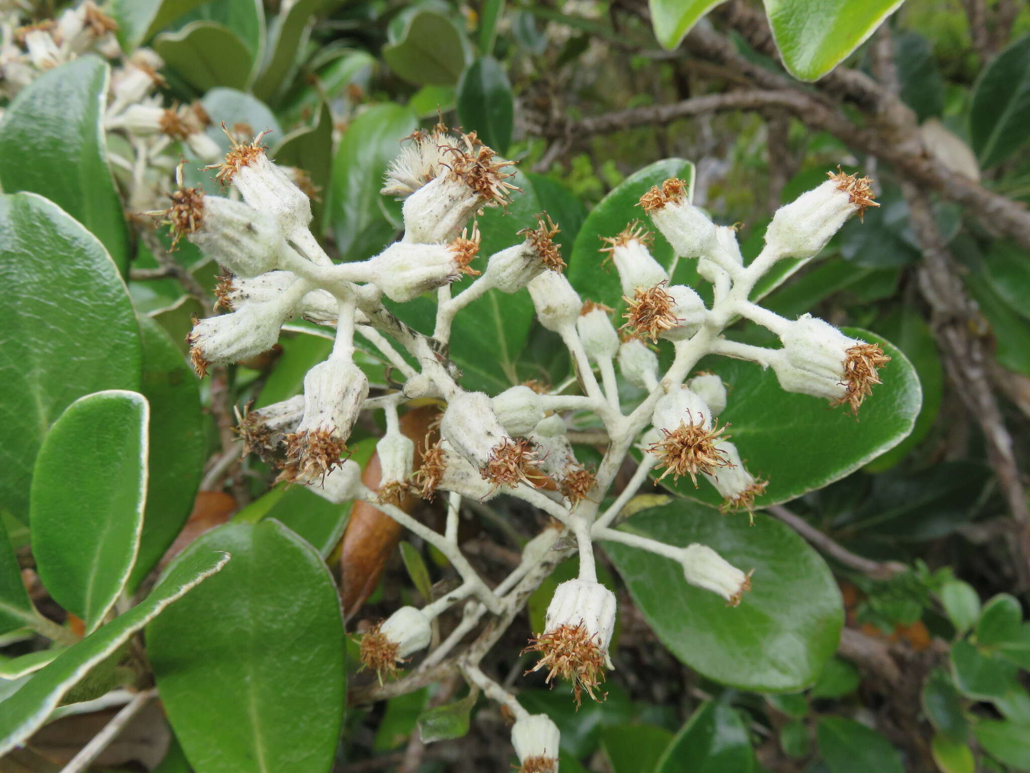 Image of Brachyglottis buchananii (J. B. Armstr.) B. Nord.