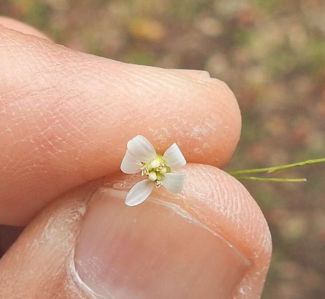 Image of spreading leastdaisy