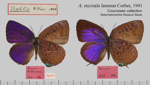 Plancia ëd Arhopala myrzala (Hewitson 1869)