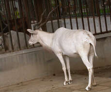 Image of Addax