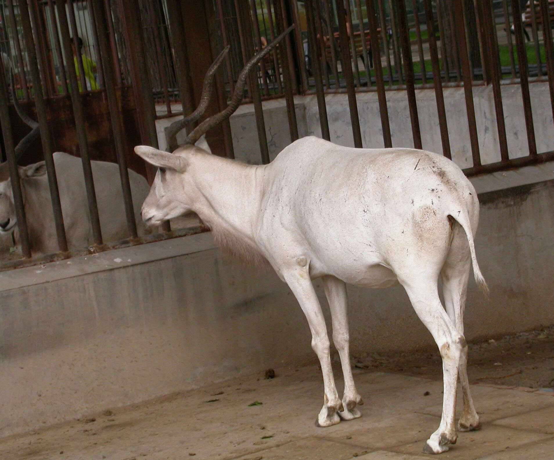 Image of Addax