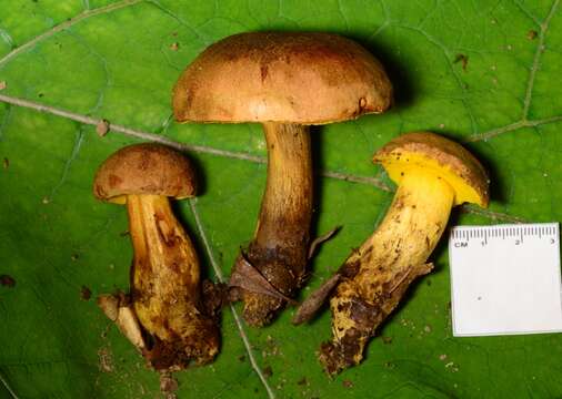 Слика од Aureoboletus innixus (Frost) Halling, A. R. Bessette & Bessette 2015