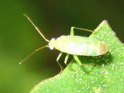 Image of Orthotylus flavosparsus (C. Sahlberg 1841)