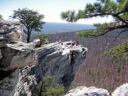 Image of Hickory Pine