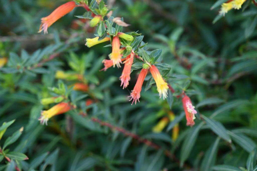 Image of Cigarette bush