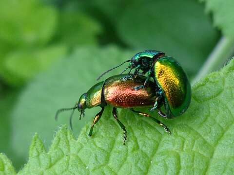 Image of Chrysolina herbacea