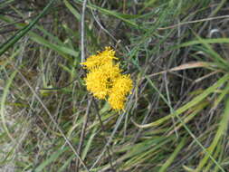 صورة Galatella linosyris (L.) Rchb. fil.