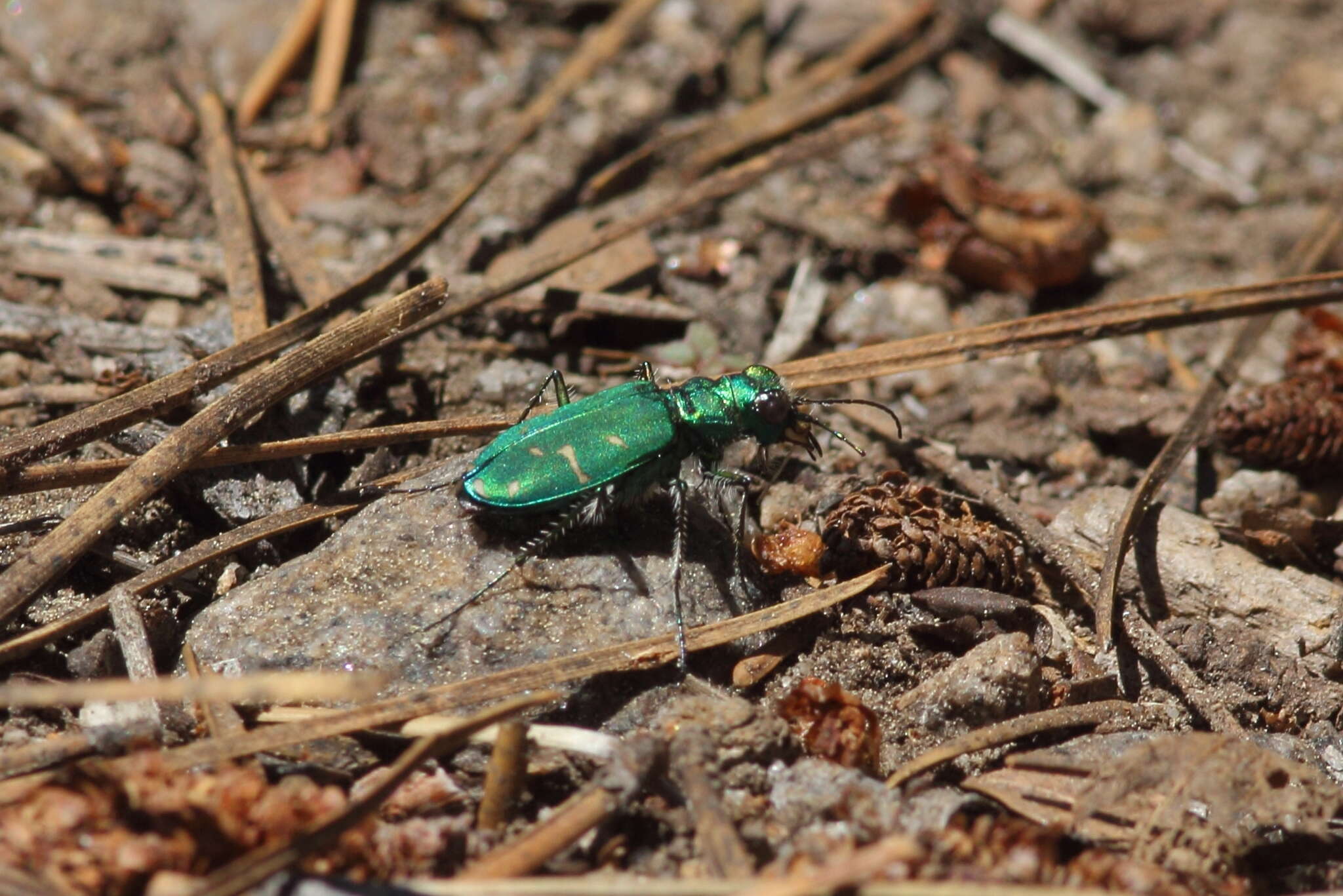 Image de Cicindela (Cicindela) tranquebarica sierra Leng 1902