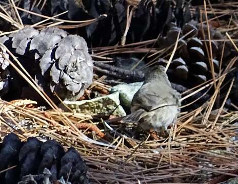 Image of Oak Titmouse