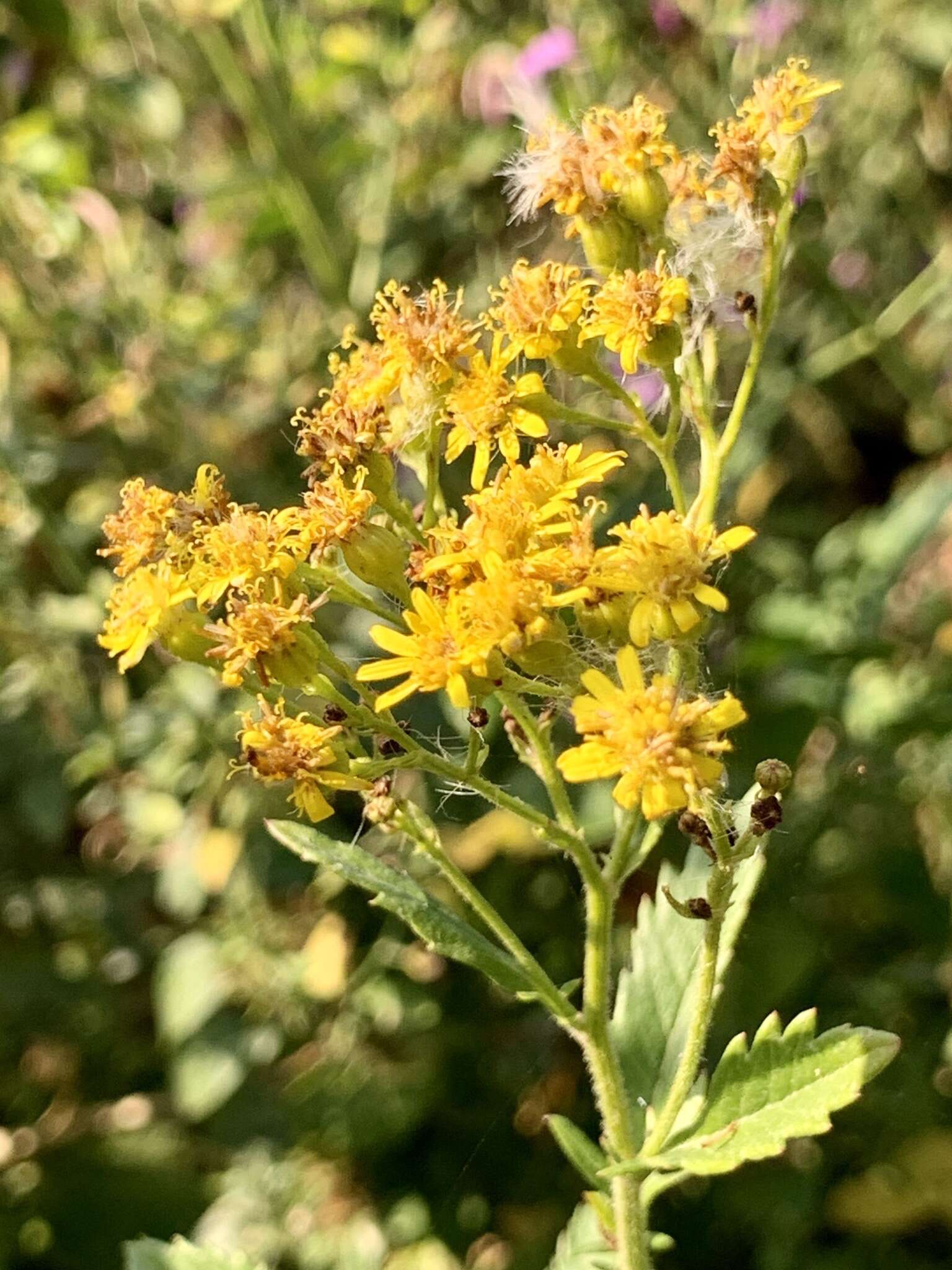 Imagem de Senecio serratuloides DC.