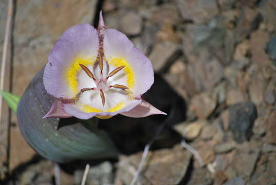 Слика од Calochortus