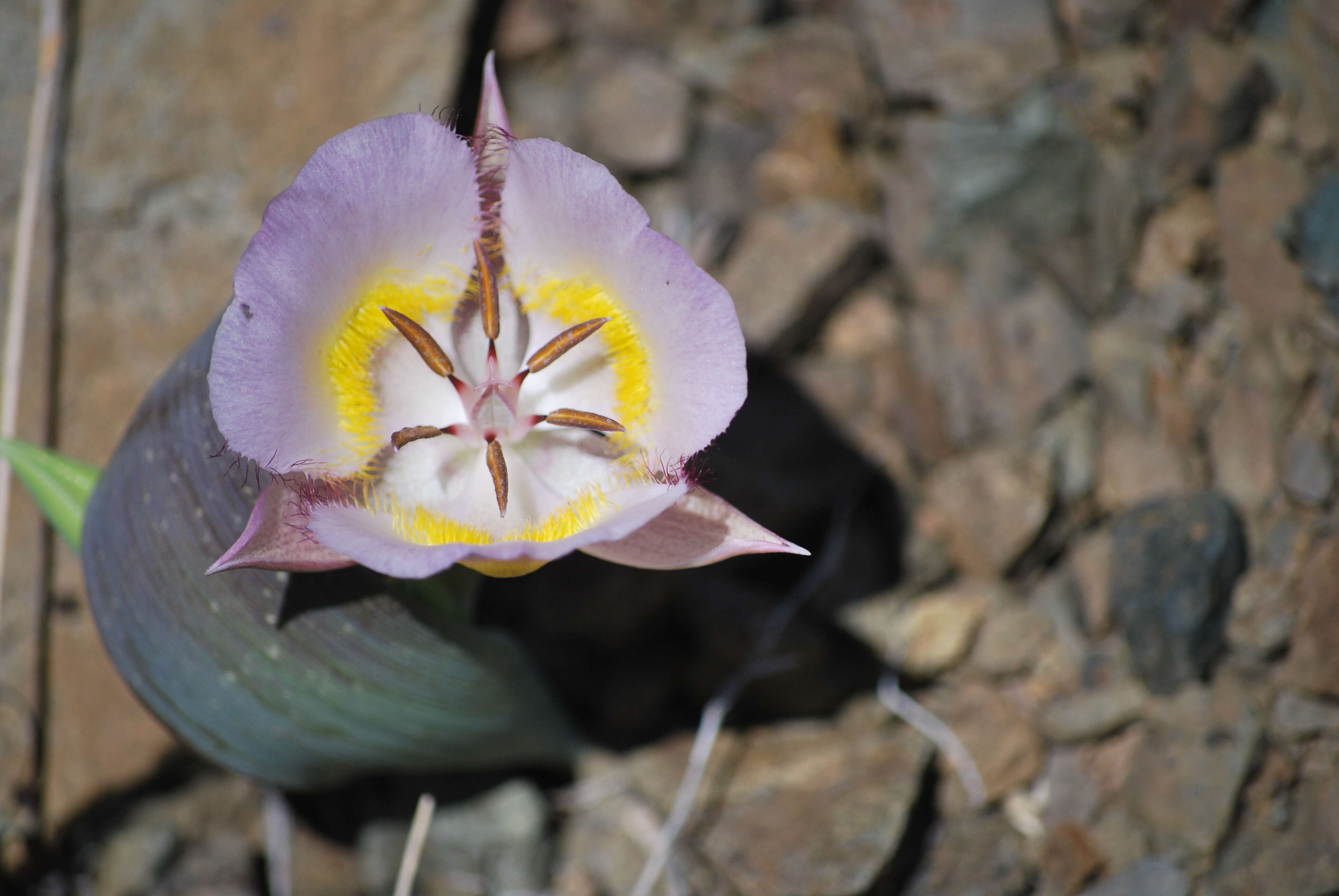 Слика од Calochortus