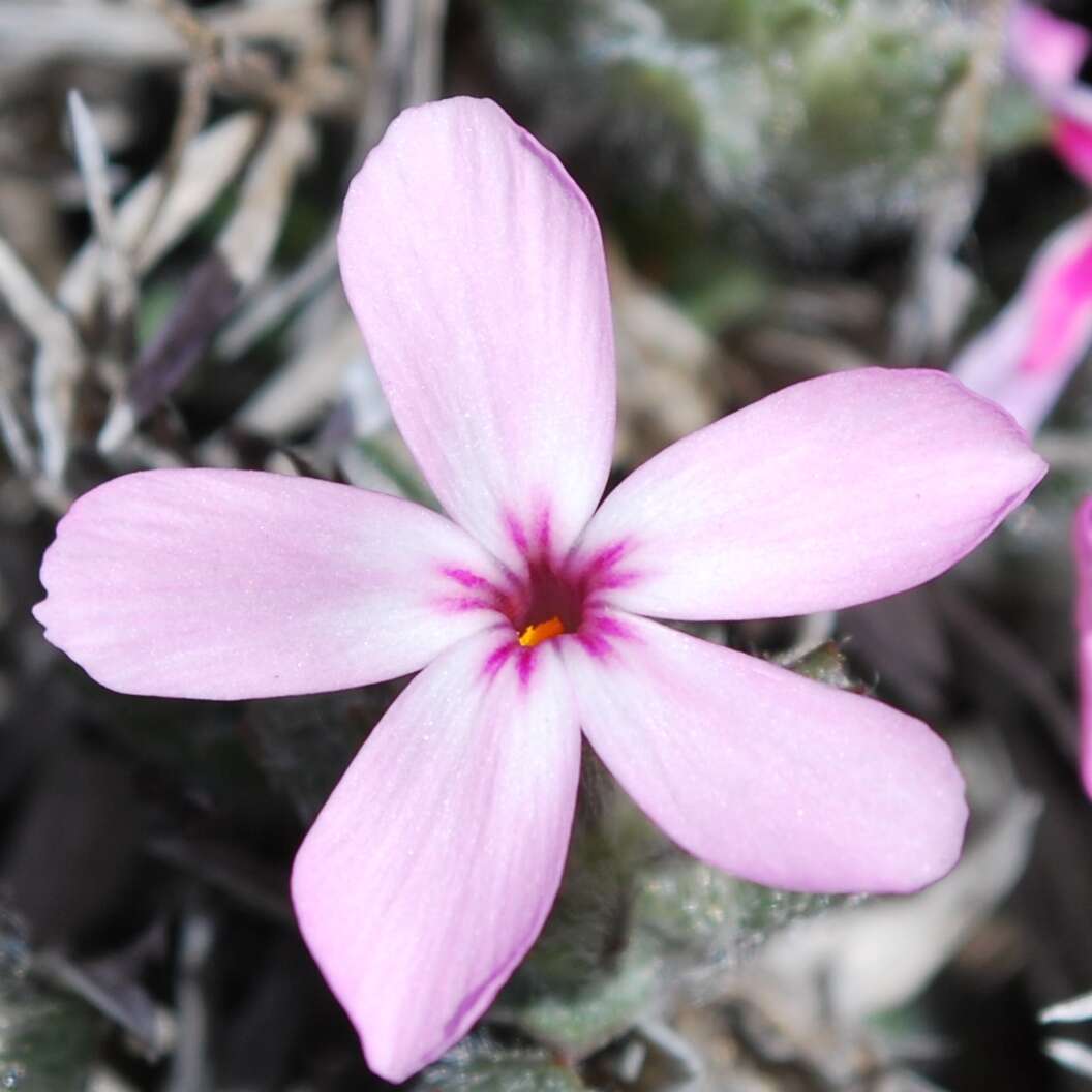 Image of Yreka phlox