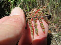 Image of coastal lipfern