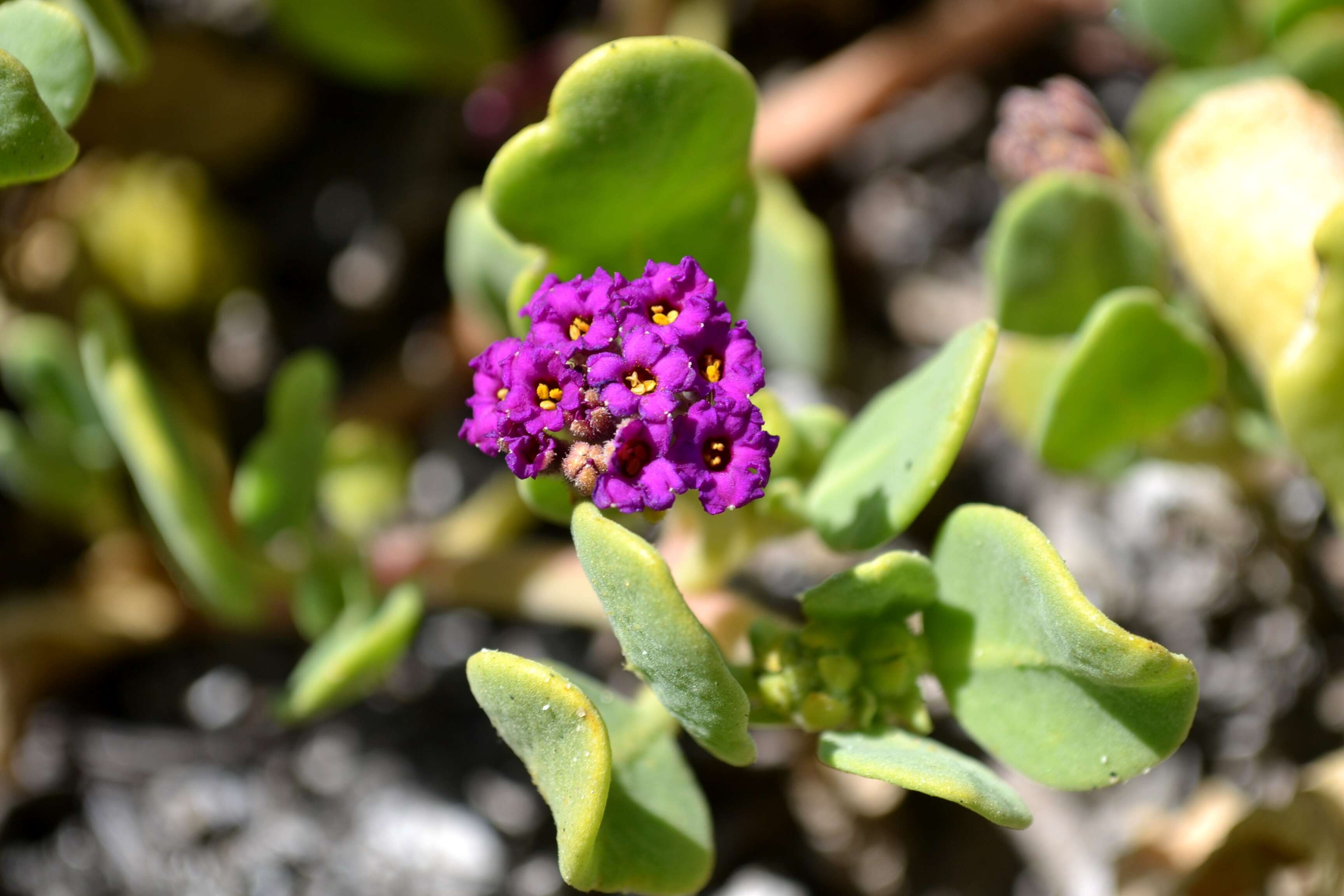 Image of red sand verbena