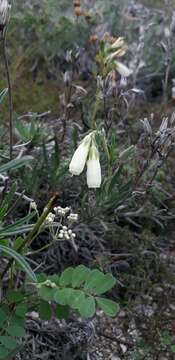 Image of Onosma tanaitica