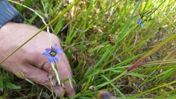 Image of blue-eyed grass