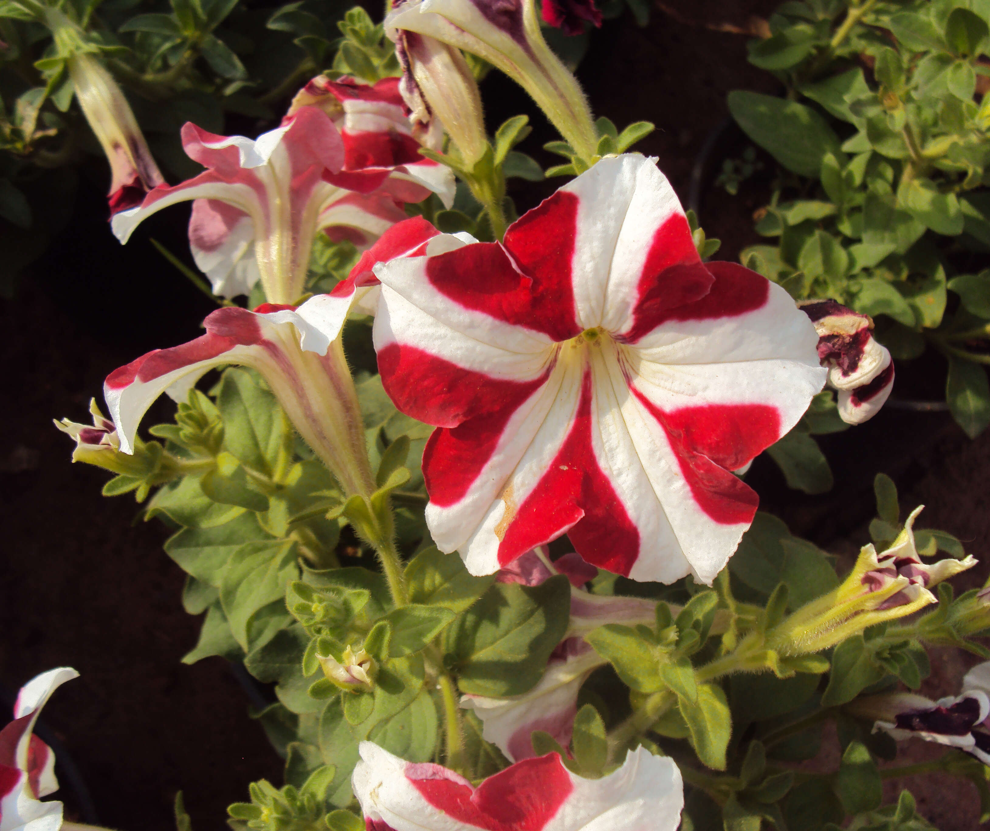 Image of petunia