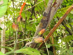 Sanchezia rubriflora Leonard resmi