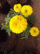 Tagetes erecta L. resmi