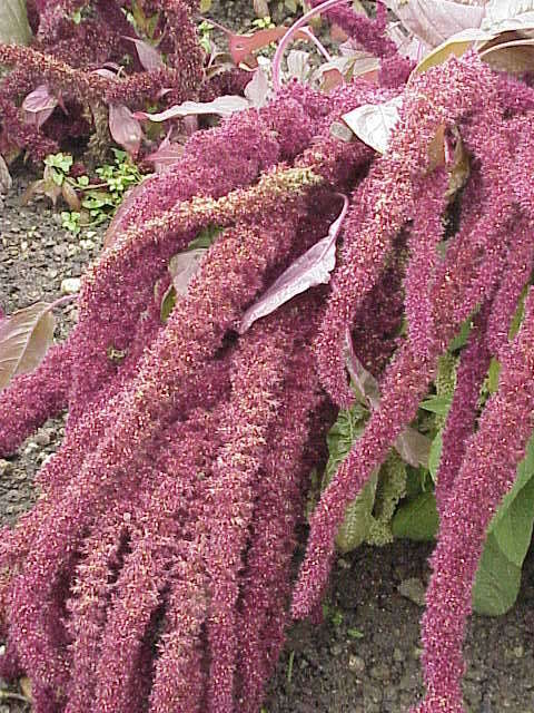Image of love-lies-bleeding