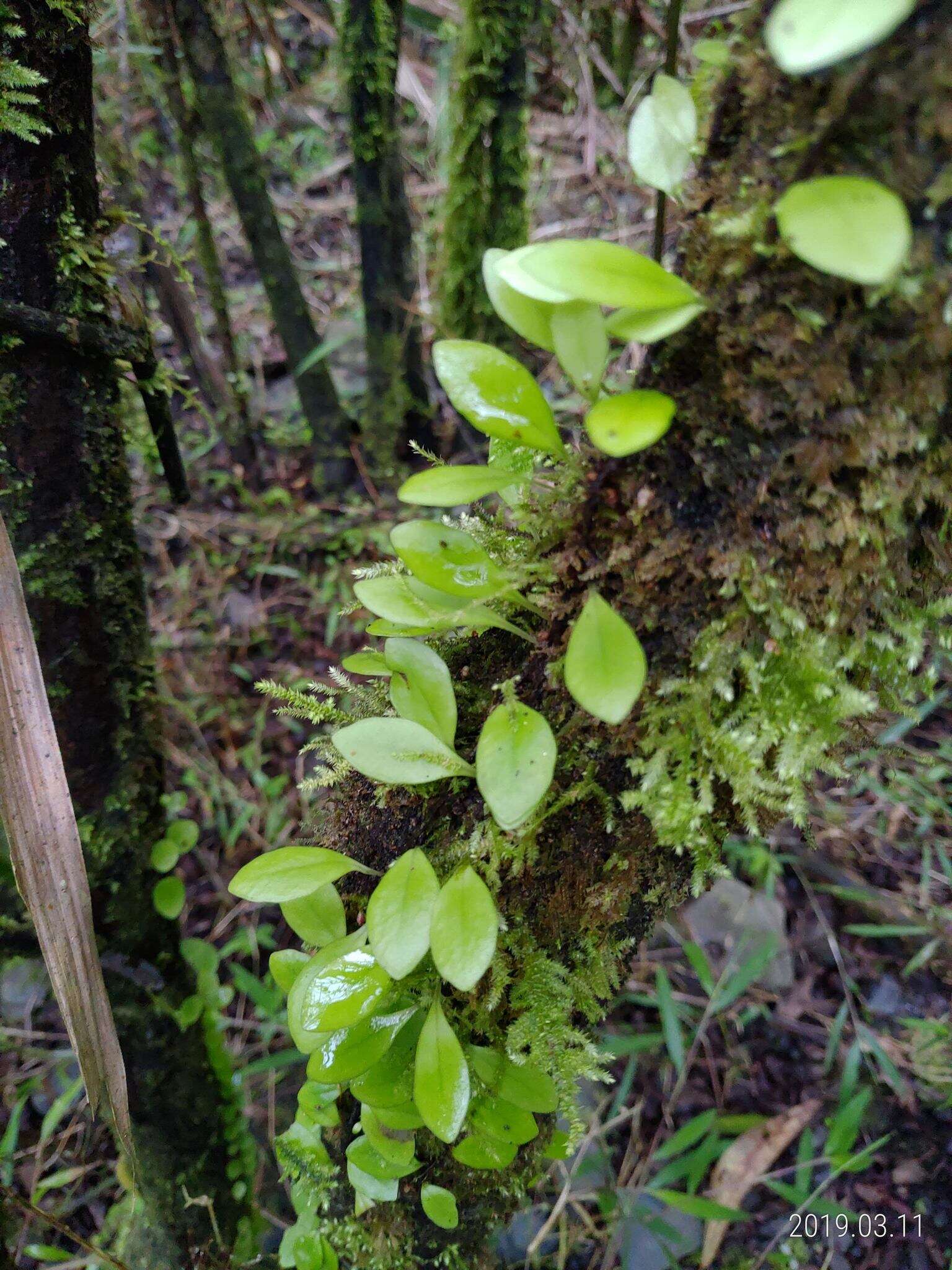 Image of Lemmaphyllum microphyllum C. Presl