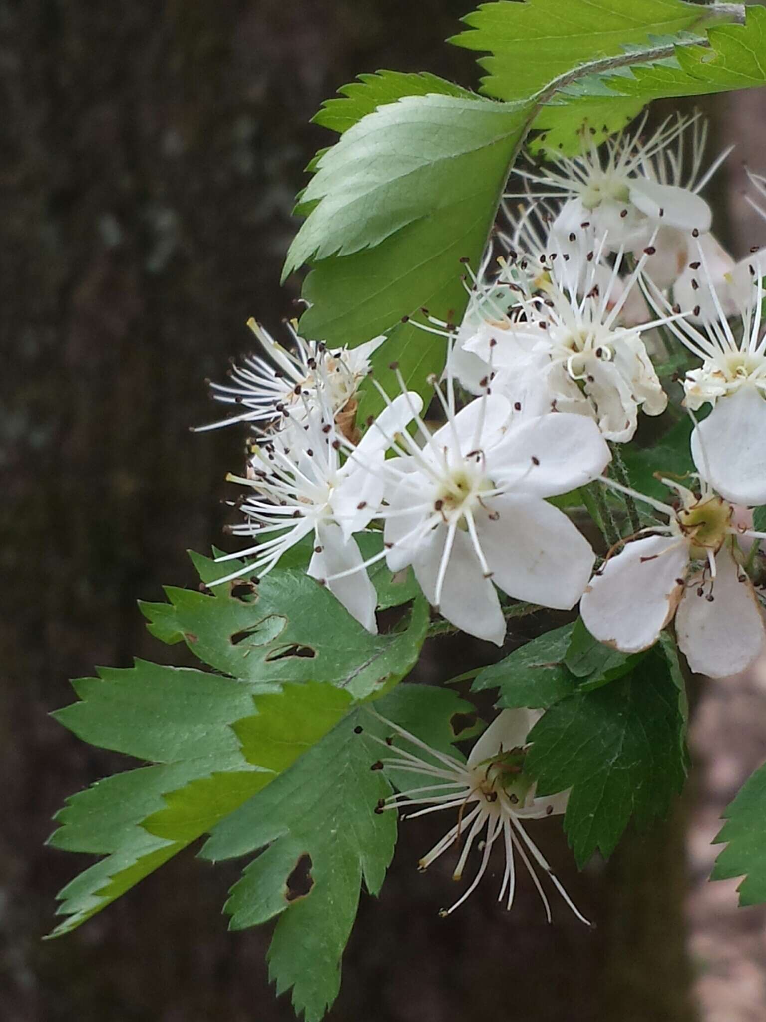 Image de Crataegus marshallii Eggleston