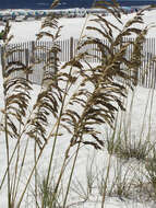Image of seaoats