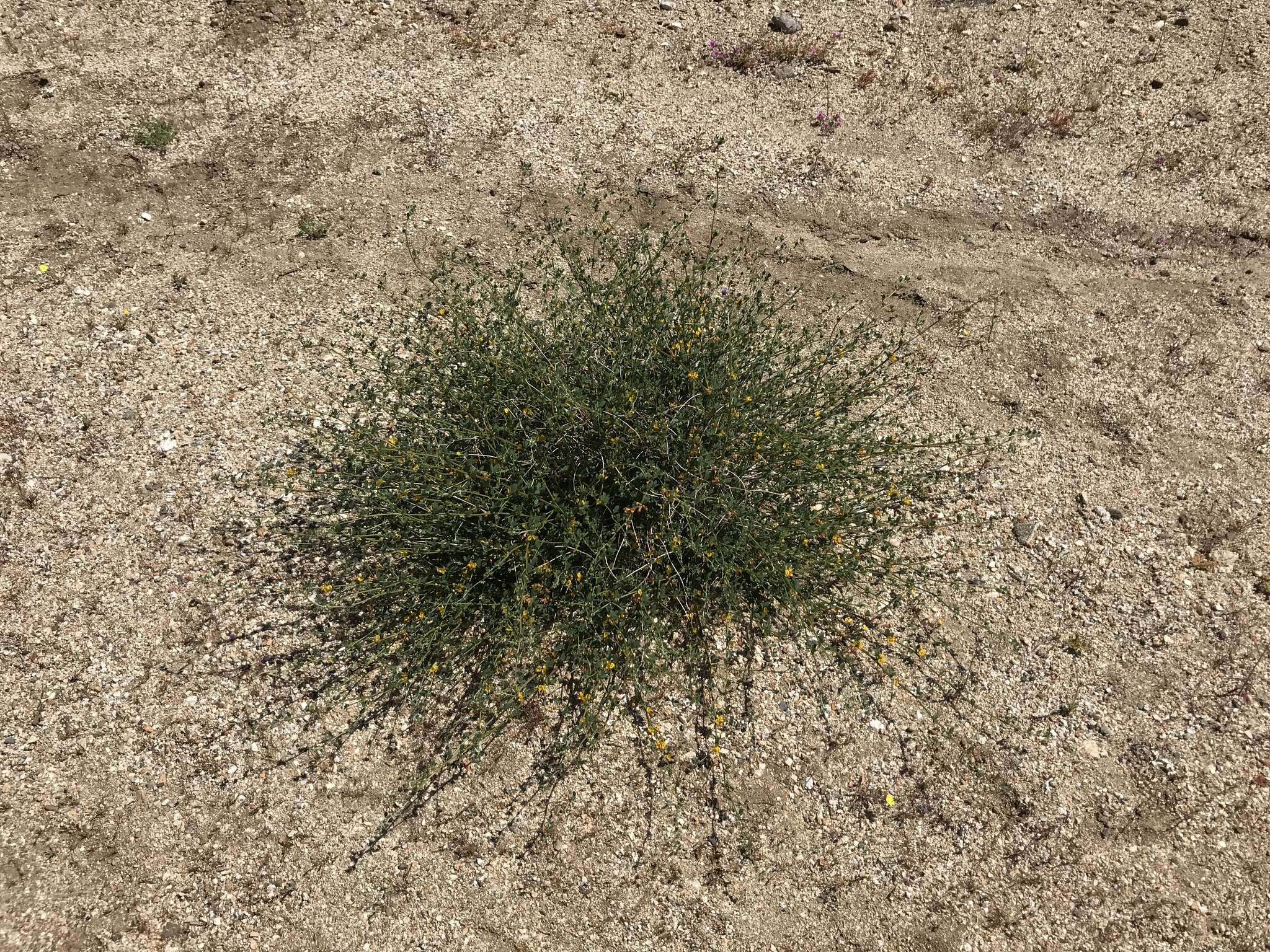 Image de Acmispon glaber var. brevialatus