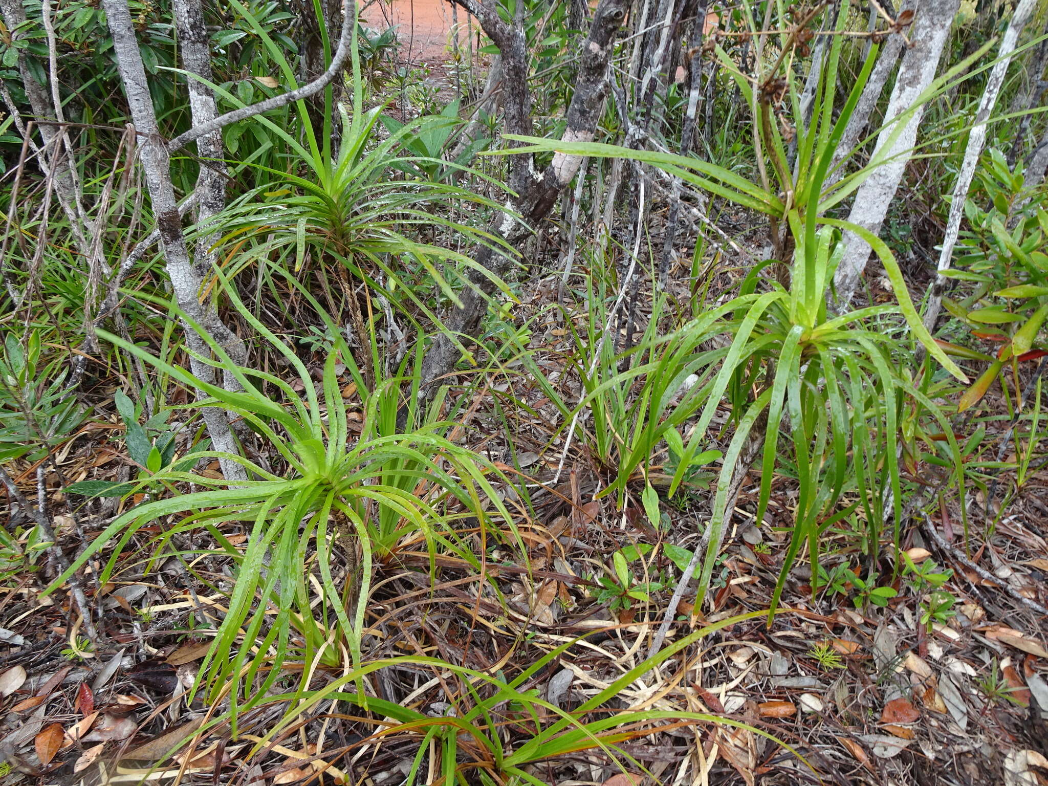 Image de Lomandra insularis Schltr.